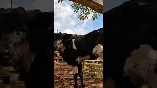 TIRANDO LEITE NA ROÇA EU SOU FELIZ  roça fazenda agro vidanointerior brasilnostracasa [upl. by Aisul]