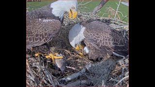 110824 SWFL Bald eagles 1st egg of the season for F23 and M15 [upl. by Earahc]