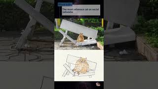 The most infamous cat on social networks shorts [upl. by Eliseo]