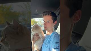 I don’t see a problem cat cats catsofinstagram catsoftiktok funnycats catsofyoutube catlover [upl. by Changaris]