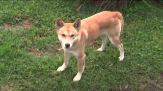 Австралийский динго  Dingo Australian Native Dog [upl. by Einnal]