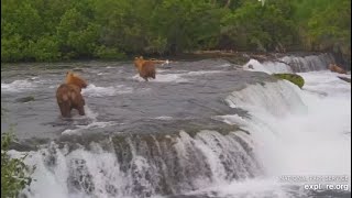 Katmai Brooks Falls Cam Bear 747 chased bear 503 off the falls 0711 2024 [upl. by Canter]