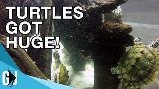 561 300 GALLON TURTLE TANK OVERHAUL  Update Monday [upl. by Eemla]