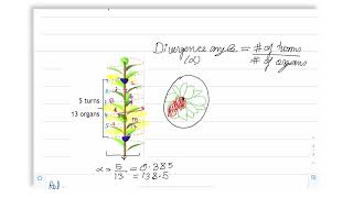 Phyllotaxis  Part 1 [upl. by Haimes]