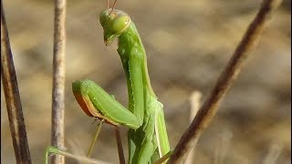 Mantis religiosa Mantis religiosa Explicación y curiosidades GONZALO [upl. by Teresina]