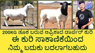 Dorper Sheep Farming in Madduru  KrushiLoka [upl. by Braunstein485]