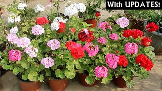 RIGHT Way To GROW Geranium From SEEDS AZ Info With ALL CARE Tips [upl. by Letha217]