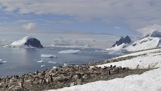 Antarctica the frozen kingdom Antarctic Wildlife Documentary [upl. by Strage]