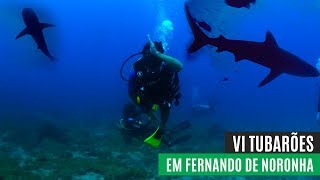 Mergulho com tubarões em FERNANDO DE NORONHA [upl. by Nnateragram]