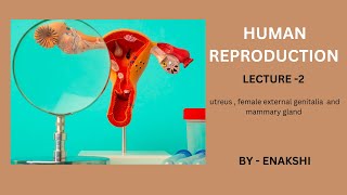 human reproduction lecture 2  uterus female external genitalia  mammary gland [upl. by Sueaddaht719]