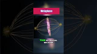 Metaphase of Mitosis 101 [upl. by Persse]