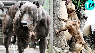 LOS 10 PERROS MÁS MUSCULOSOS Del Mundo [upl. by Elimac]