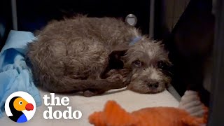 Puppys Rescuers Finally Figure Out Why Hes Scared  The Dodo [upl. by Ahsakal466]