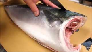 How To Fillet a Whole Hamachi  How To Make Sushi Series [upl. by Noryt912]