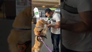 Puppuccino goberian goldenretriever husky siberianhusky Puppuccino [upl. by Ecydnarb]