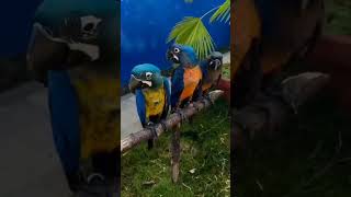 Rare macaw parrot 🤯 macaw shorts parrot [upl. by Esinrahc]