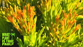 Senecio Barbertonicus Lemon Bean Bush  Flowers have a Goldenyellow color and a sweet fragrance [upl. by Convery]