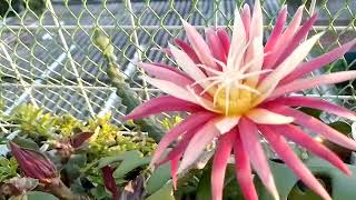 Epiphyllum anguliguer RIC RAC 21112024 1923 hs [upl. by Akemihs]