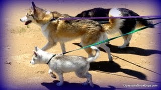 Siberian Husky Puppy Swims in Lake Huron and Rides in the Jeep Wrangler [upl. by Lanrev]