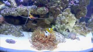 Clownfish Feeding Anemone [upl. by Raeann]