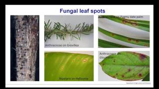 Webinar  Comparing Fungal and Bacterial Leaf Spots [upl. by Pegma]