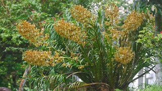 Anggrek Tebu Anggrek Terbesar di Dunia Grammatophylum speciosum [upl. by Amble]