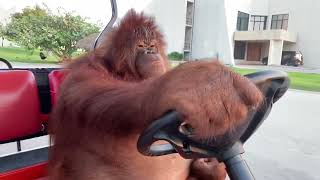 Orangutan driving golf cart 10 HOURS [upl. by Georgiana]