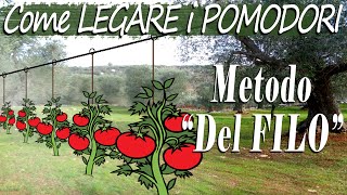 Come LEGARE i POMODORI col quotMETODO del FILOquot  Coltivare POMODORI  La Guida PASSO dopo PASSO ep 2 [upl. by Ettennej628]