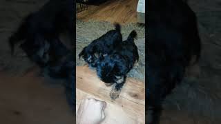 Yorkshire Terrier puppies are almost 2 months old [upl. by Anividul865]