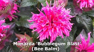 Monarda Bubblegum Blast Bee Balm  Terrific Easy to Grow Colorful💥Native Attracts Pollinators [upl. by Luapsemaj113]