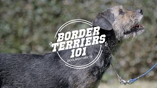 BORDER TERRIERS 101 [upl. by Crowns154]