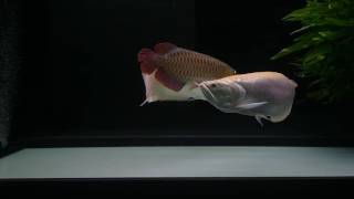 Albino Silver Arowana amp Red Arowana 24AUG2016 [upl. by Ellon]