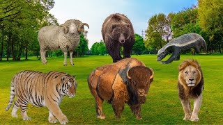 Animal Adventure  Badger Bear Lioness Bull Sheep Tiger  Explore Animal Paradise [upl. by Nnawaj]