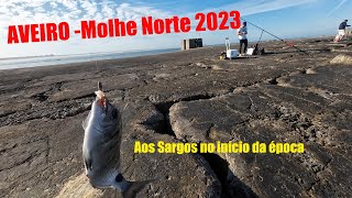 Sargos Pesca no Molhe Norte em Aveiro 2023 [upl. by Latonia]