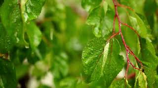 Heavy Rain  Focus Music  Study Rain Sounds  Concentration Rain  Ambient Rain  Deep Focus [upl. by Chem731]