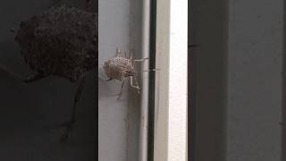 Get Rid of Stink Bugs  DoMyOwncom domyownpestcontrol [upl. by Parrisch297]