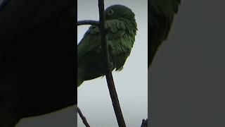 The yellowheaded parrot enjoys the cold or dull day birds animallover animals [upl. by Aizitel]