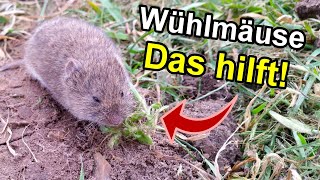 Wie dieser kleine Trick Wühlmäuse im Garten vertreibt [upl. by Anidene]