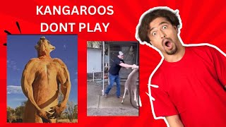 What would you do foryou shorts kangaroo fypyoutube [upl. by Na83]