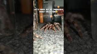 Tarantula moulting😃💯🔥 tarantula spider tarantulamolt [upl. by Ronoel]