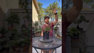 How to approach bonsai styling bonsai bonsaitree learning garden gardening howtobonsai [upl. by Yadnus]