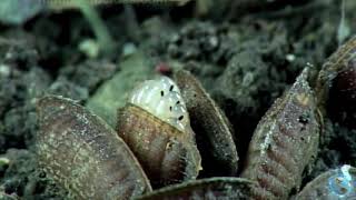 Life Cycle of Cockroach Pest Control [upl. by Marcel]