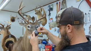 Taxidermy Finishing Deer Heads Part I [upl. by Noicpecnoc771]