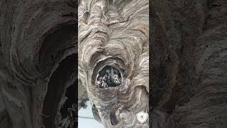 Hornet nest up close with treatment and removal [upl. by Boyd]