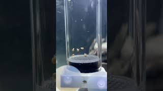 9 days old peacock cichlid 🥚 eggs [upl. by Savina]