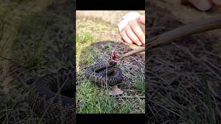 Adder Vipera berus Slow Motion Attack adder reptiles venomoussnake herping nature shorts [upl. by Carey]