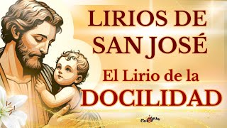 🔴🌱 LIRIOS PERFUMADOS DE SAN JOSÉ  EL LIRIO DE LA DOCILIDAD🔨❤️ [upl. by White]