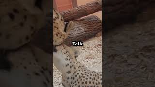 Did You Know Cheetahs Can’t Roar They Meow [upl. by Elinor]