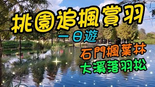 【桃園景點】123 冬季就是落羽松和楓葉林轉紅變美的時候，桃園市區最佳的落羽松觀賞景點除了大溪月眉生態園區之外還有落羽松大道，而這個季節石門水庫的楓葉也轉紅了，如果你也喜歡冬天的景色，這次的景點很棒哦 [upl. by Anirehtac]