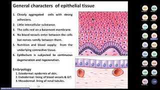 Epithelium Prof Zeinab Abdelrehim [upl. by Trutko]